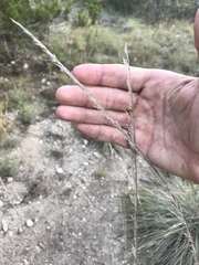 Muhlenbergia lindheimeri