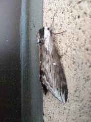 Sphinx poecila