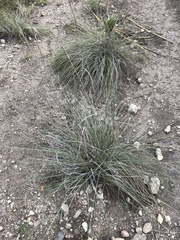 Muhlenbergia lindheimeri