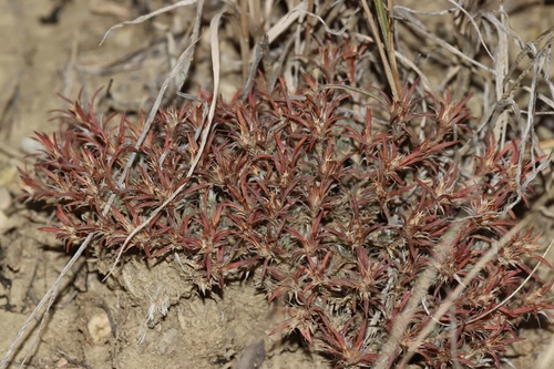 Creeping nailwort