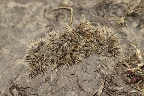 Rocky Mountain pincushion-plant (Navarretia saximontana)
