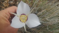 Calochortus macrocarpus maculosus