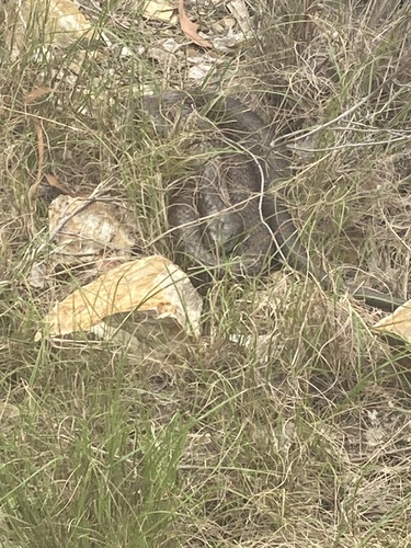 Tiger Snake sighting