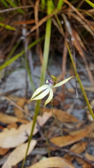 Praecoxanthus aphyllus