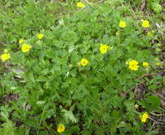 Potentilla flabellifolia
