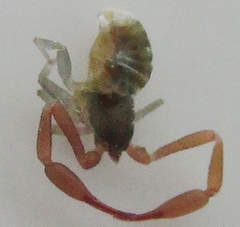 Cheliferidae