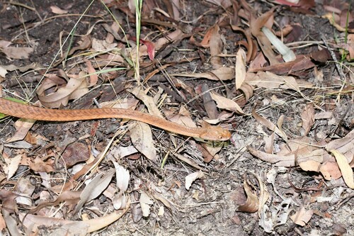 Brown Tree Snake sighting