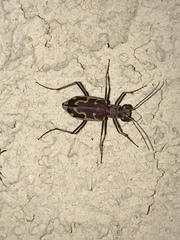 Ellipsoptera marutha