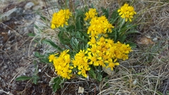 Jacobaea carniolica