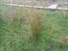 Juncus sarophorus