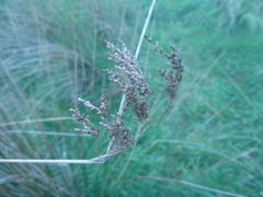 Juncus sarophorus