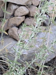 Hedeoma oblongifolia