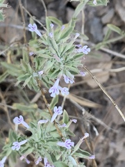 Hedeoma oblongifolia