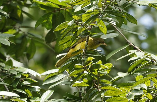 Golden Greenbul (Calyptocichla serinus), photo 7