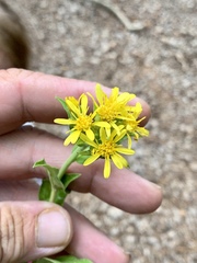 Oreochrysum parryi