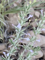 Hedeoma oblongifolia
