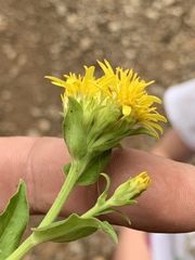 Oreochrysum parryi