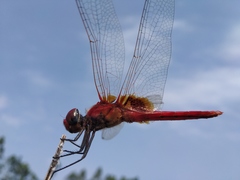 Urothemis signata insignata