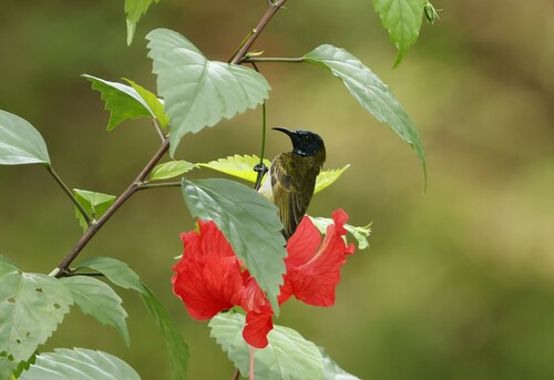 Reichenbach's Sunbird (Anabathmis reichenbachii), photo 7