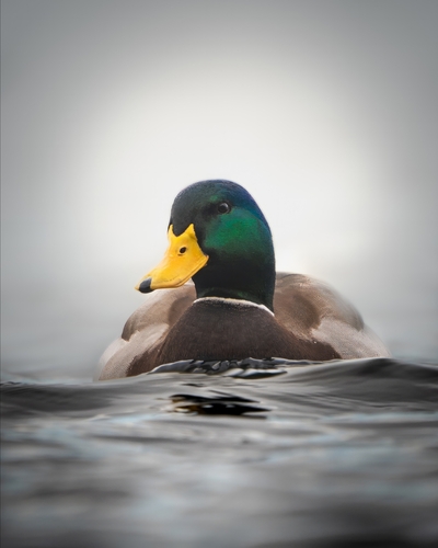 Ánade azulón (Anas platyrhynchos)