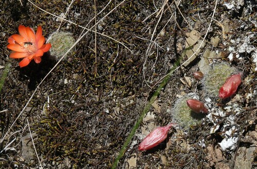 Image of Flame Crown (Aylostera fiebrigii) by no rights reserved