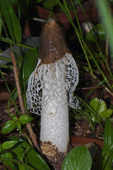 Phallus atrovolvatus