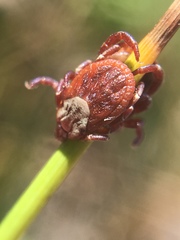 Dermacentor variabilis