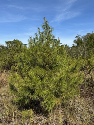 Sand pine (Pinus clausa)