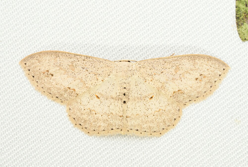 Scopula orientalis