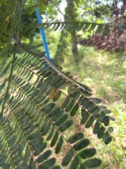 Dendrelaphis pictus
