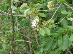 Pavetta indica