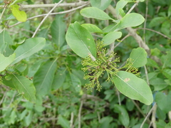 Pavetta indica