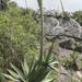 Agave obscura - Photo (c) Pedro Nájera Quezada, μερικά δικαιώματα διατηρούνται (CC BY-NC), uploaded by Pedro Nájera Quezada