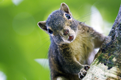 Callosciurus pygerythrus
