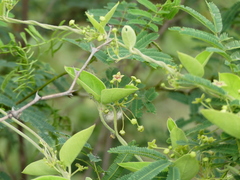 Vincetoxicum indicum