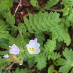 Polemonium pulcherrimum delicatum