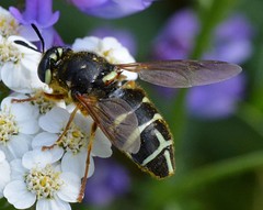 Stratiomys badia