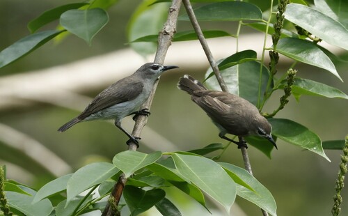 iNaturalist image