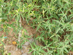 Croton bonplandianus