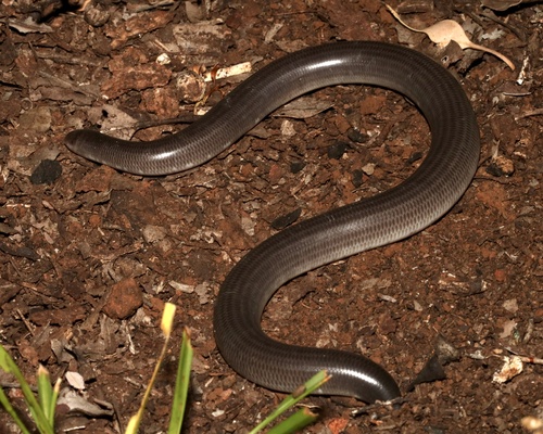 Photo of a Rotund Blind Snake (Anilios pinguis)