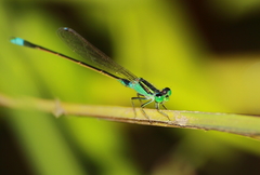 Ischnura senegalensis