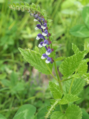 Scutellaria altissima