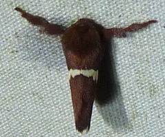 Monoleuca semifascia