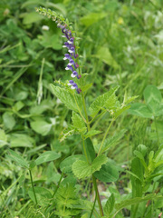 Scutellaria altissima