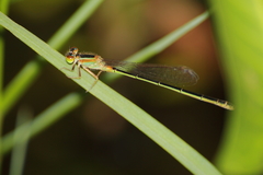 Agriocnemis