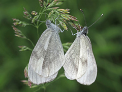 Dismorphiinae