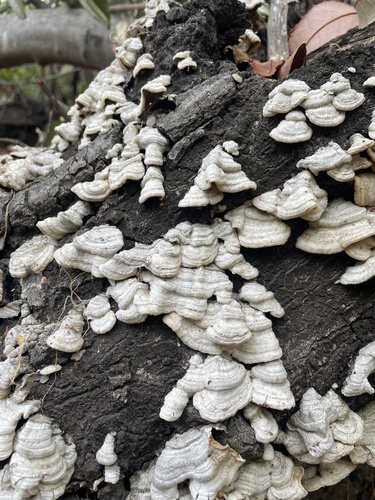 iNaturalist observation photo of hairy curtain crust