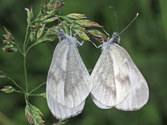 Dismorphiinae