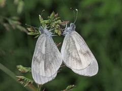 Dismorphiinae