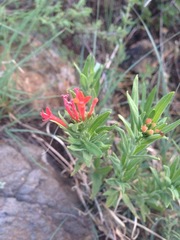 Bouvardia ternifolia